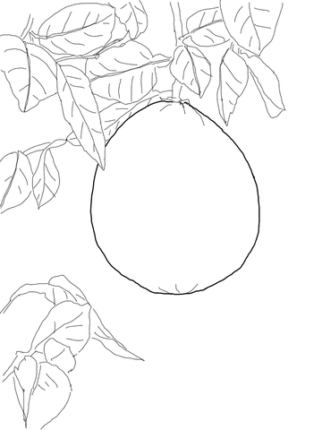 Pomelo On Tree Coloring Page